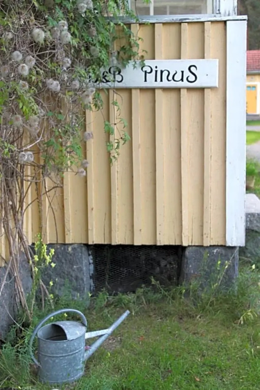 B&B Pinus