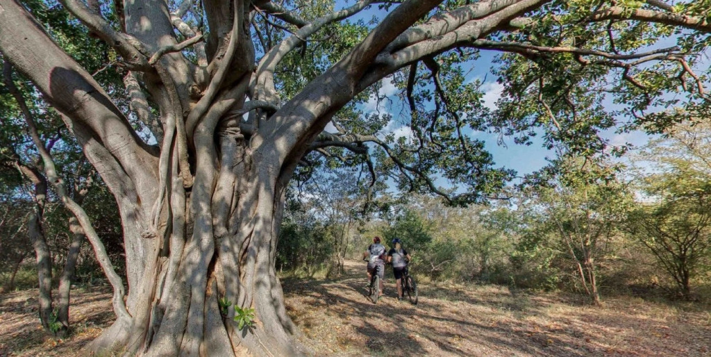 Ama Amanzi Bush Lodge