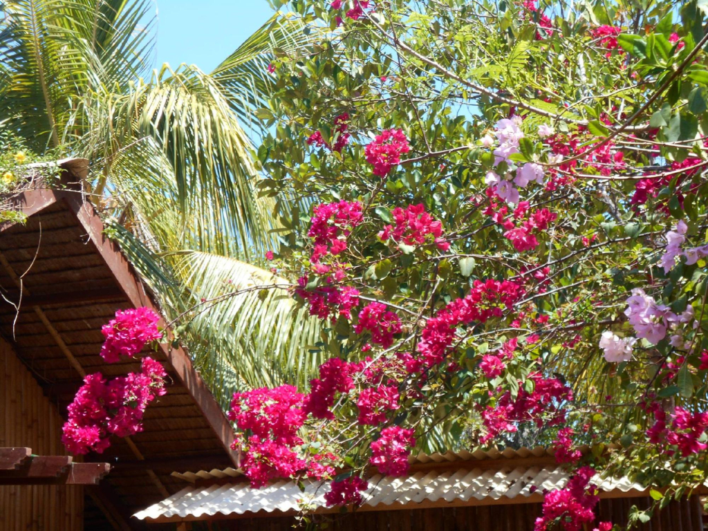 Jungle Flower Guest House