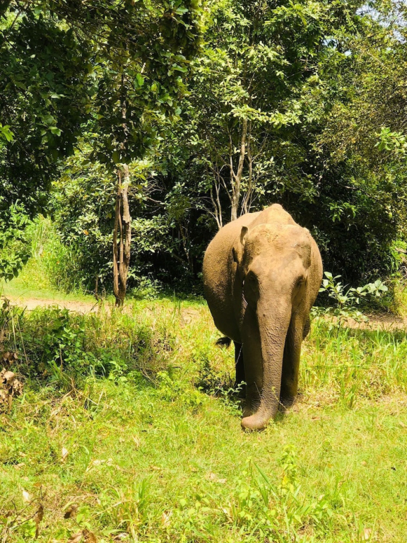 Tiara Elephant Lodge