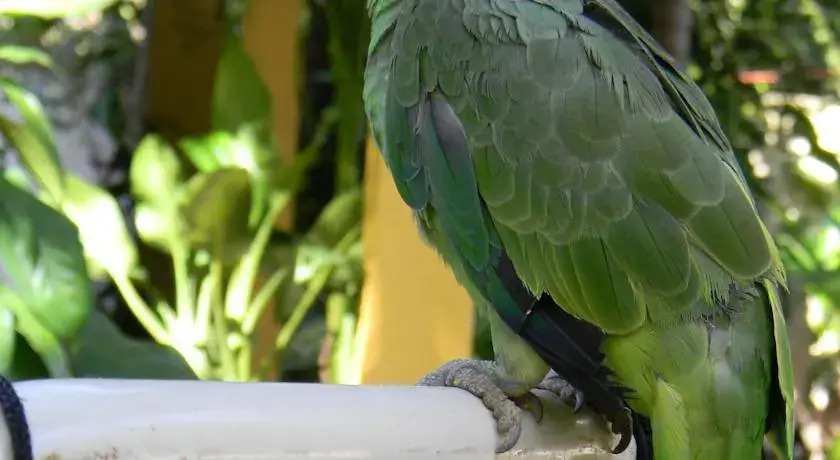 Pousada Recanto Verde