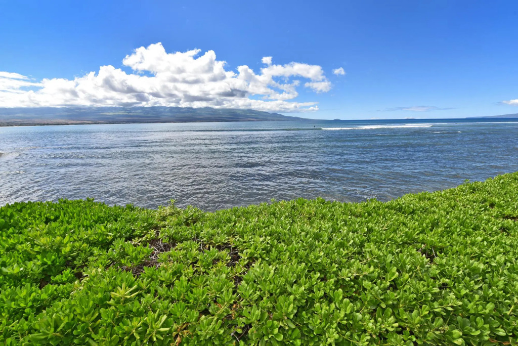 Island Sands 210