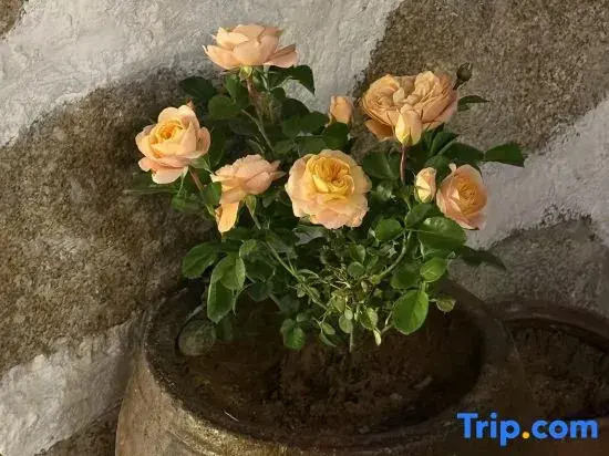 Pingtan Sunrise East Sea Homestay (Tan Nan Bay Tian Mei Ao Beach Store)ach)