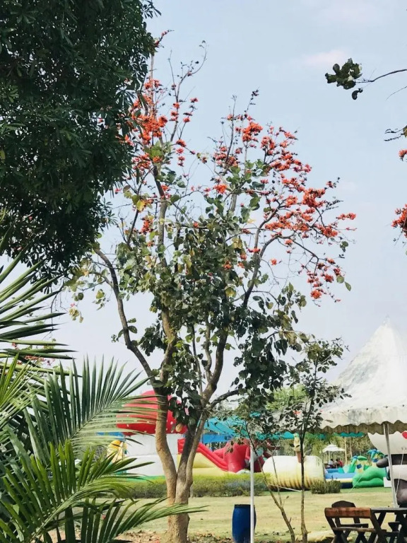 Suan Phueng Pa Wai Resort