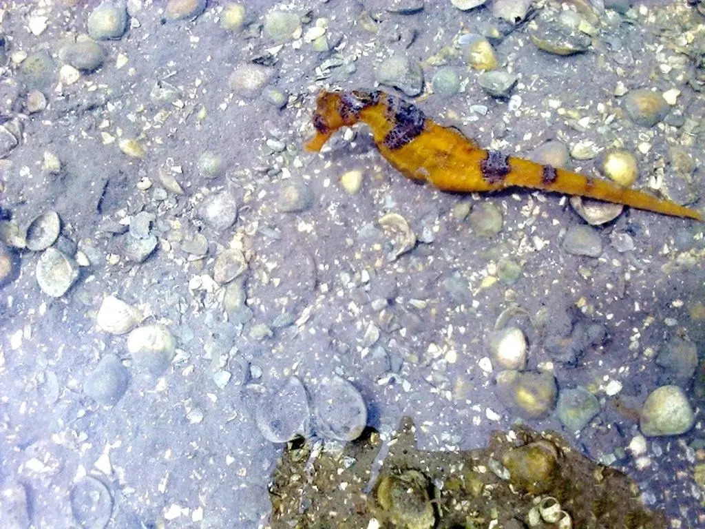 Pousada Golfinho