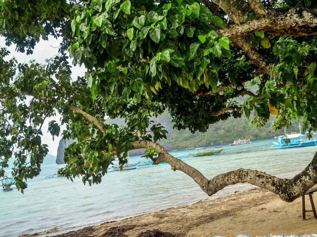 Dormitelsph El Nido