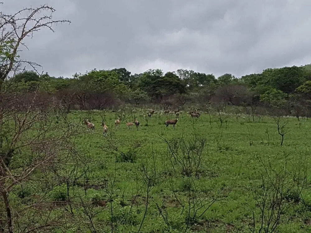 Camissa Tented Camp