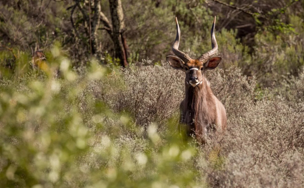 Wildehondekloof Game Lodge