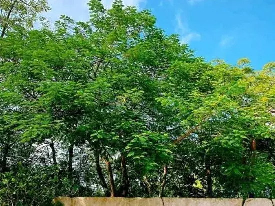 Zhongshan shanhaiju apartment