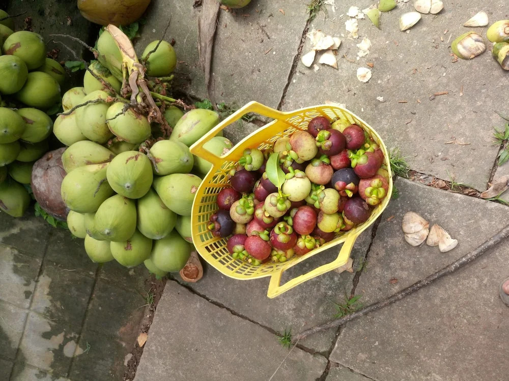 Coco Happy Farm