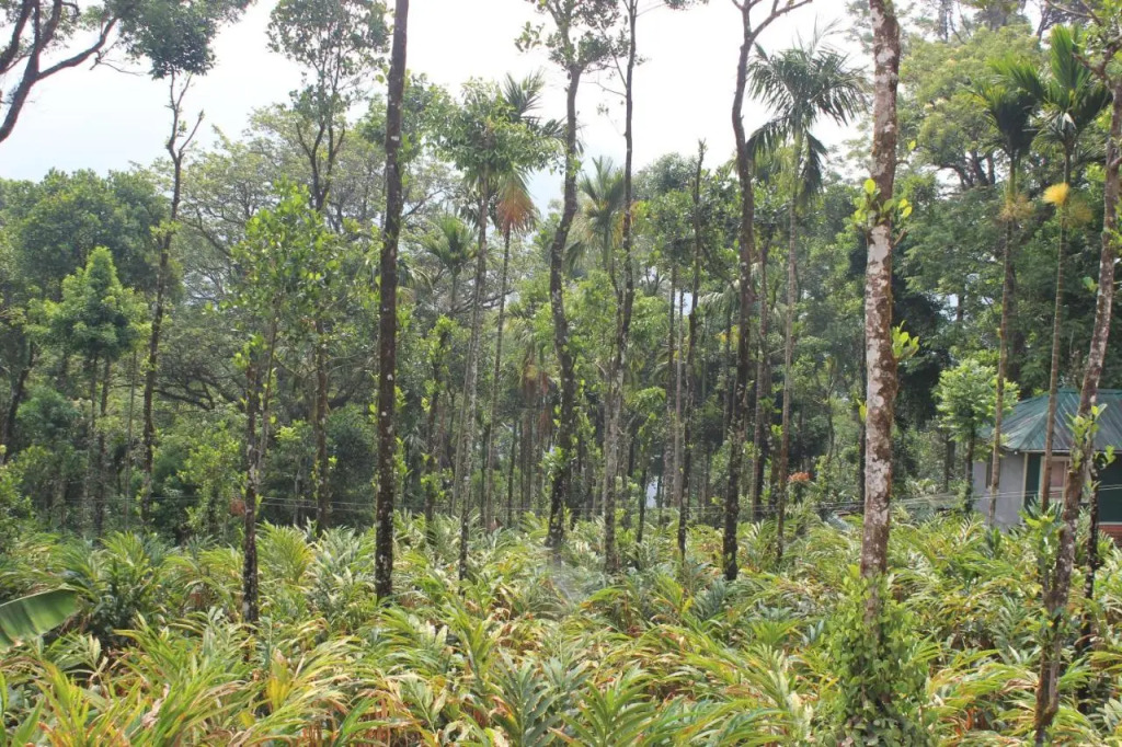 Tree Blanche Resort Munnar