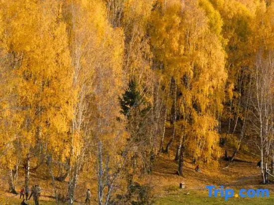 Shanyu Linxi · Baihualin View, Medieval Aesthetics Coffee Resort Homestay (Hemu Old Village Branch)