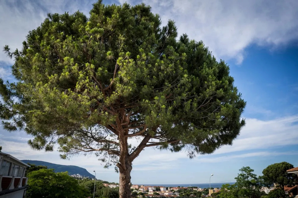 Balconi Del Conero