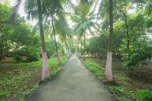 OYO 18638 Coco Mango