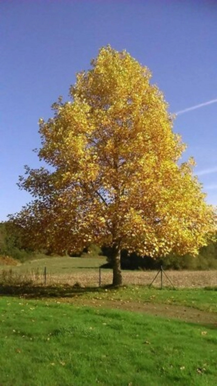 Manoir Tregont Mab