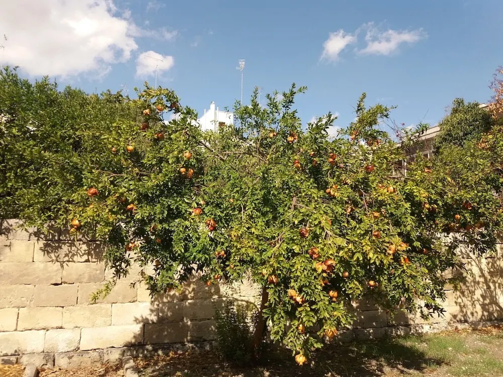 Il Giardino delle Margherite