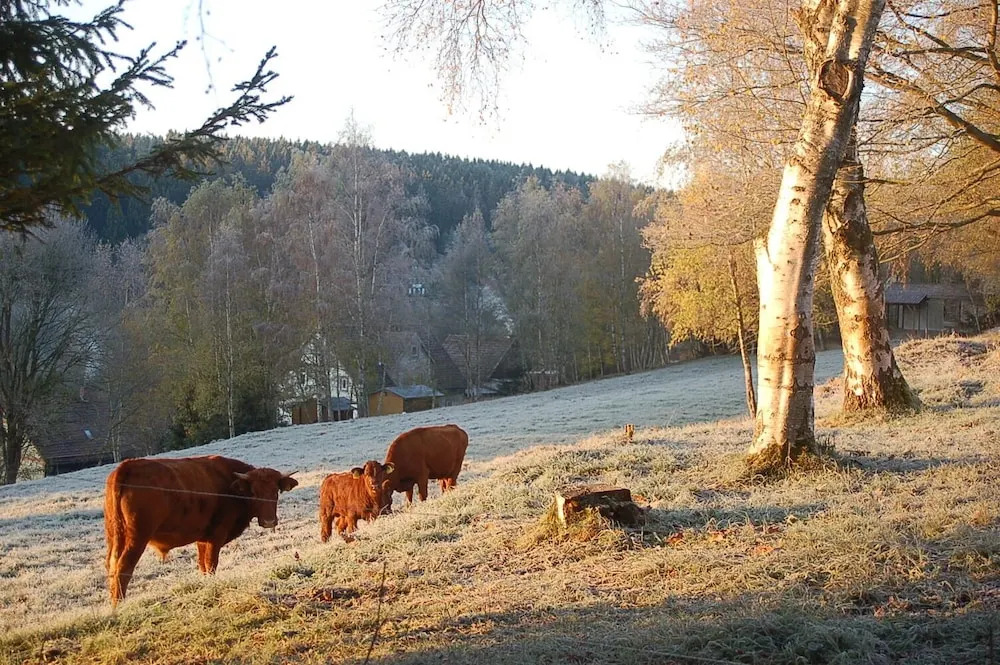 Behagliches Ferienhaus Zaunkönig -mit Kamin und Sauna- Blick über das romantische Bodetal