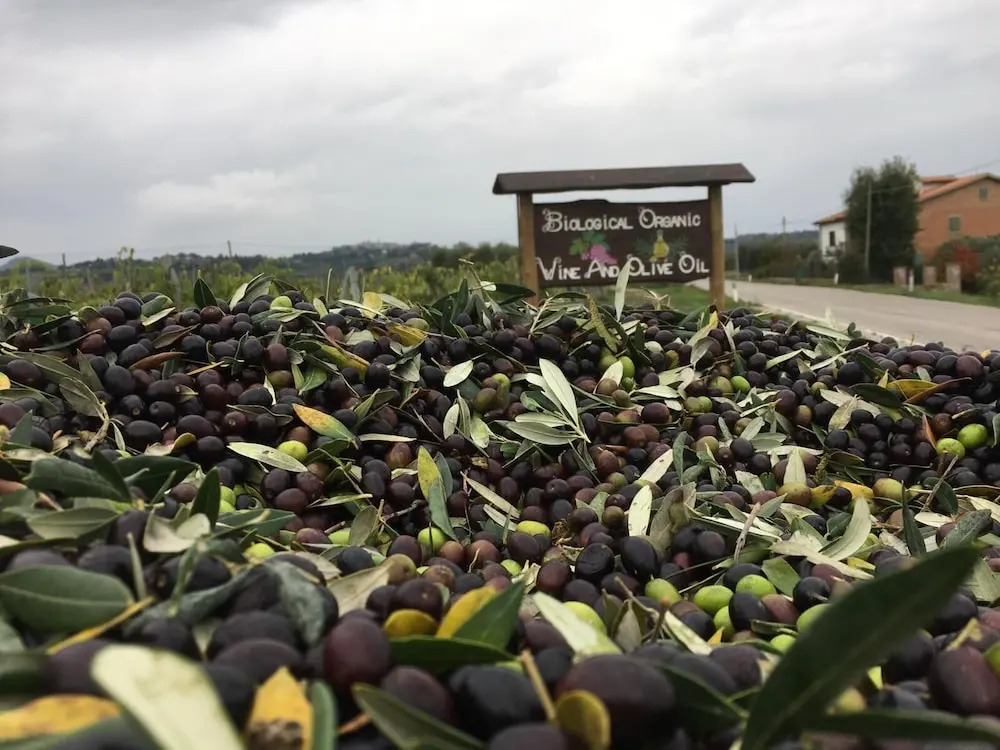 Terra Antica - Resort, Winery & SPA