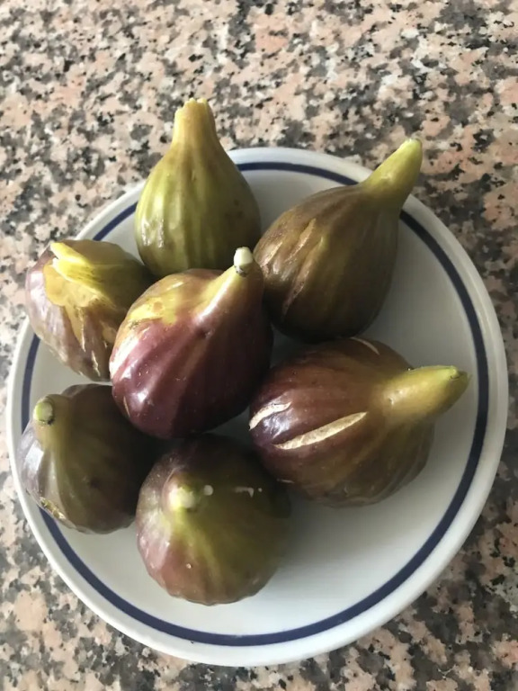 Fuccioli Ii