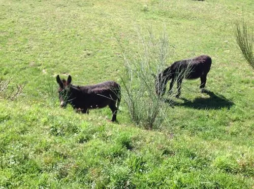 Il Ciliegio Selvatico