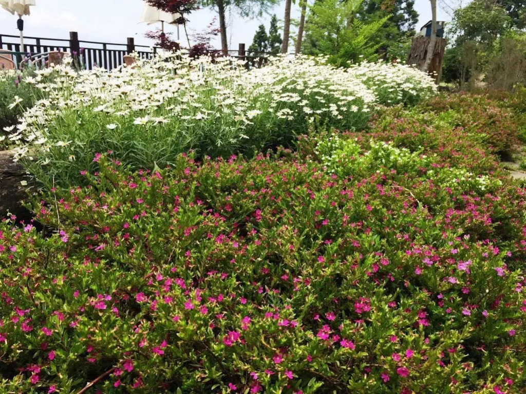 Sheep Village Country Homestay