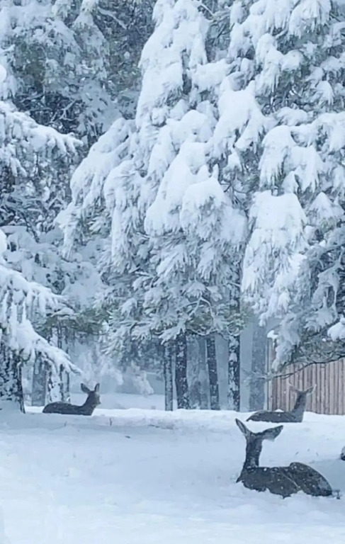 Cheerful Kathys Cabin on Lake Mary Rd, Hot Tub Spa, King Bed, Close to NAU & Airport!