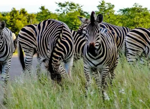 Inyanga Safari Lodge