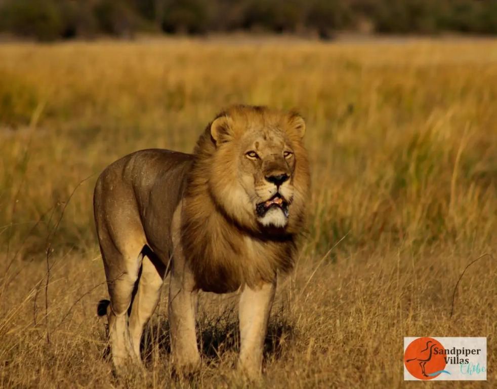 Sandpiper Villas Chobe
