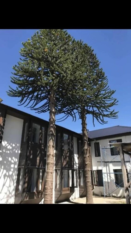 Hotel Aysen Austral