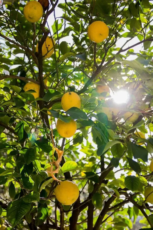 Agriturismo La Limonaia