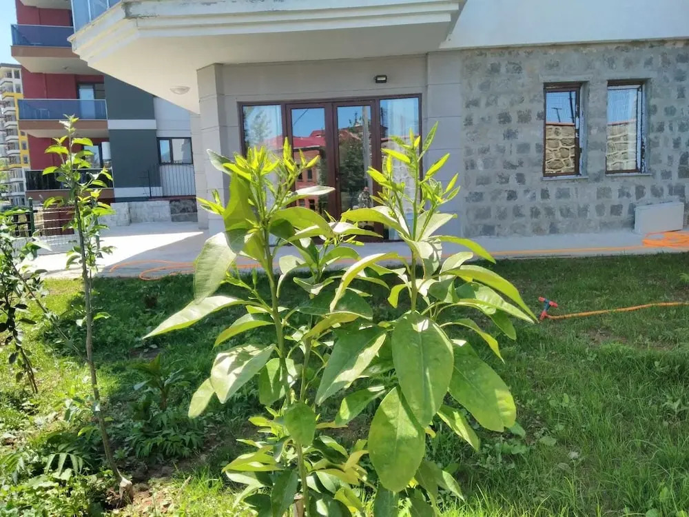 Sami villa