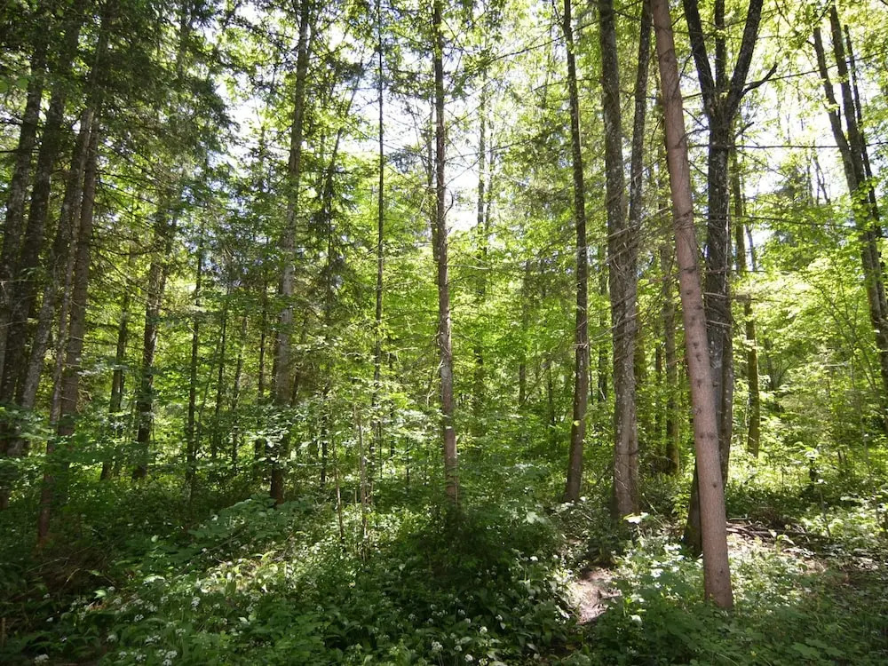 Traumhafte Wohnung im Berchtesgadener Land