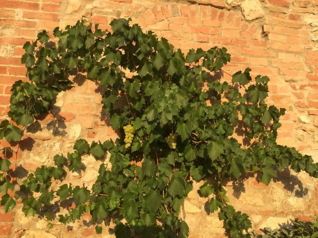 Podere Mieli