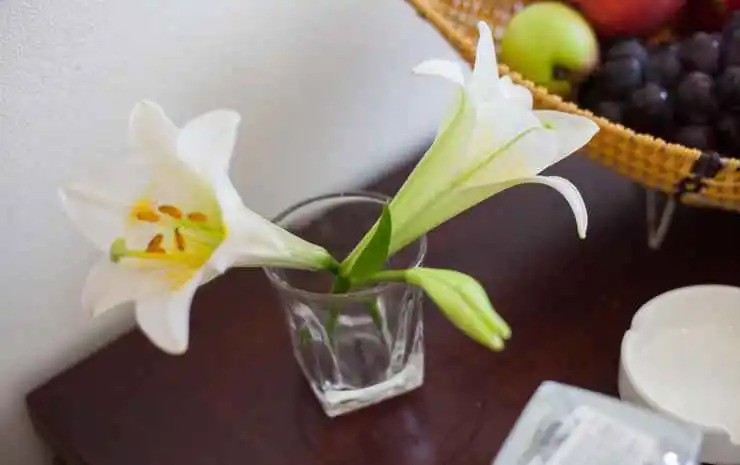 Tulip Hotel Sapa
