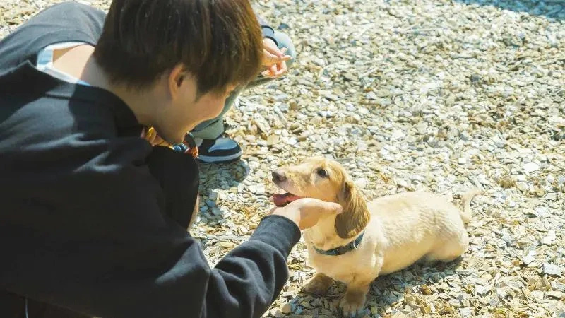 Kosugi Resort With Dogs Lodge