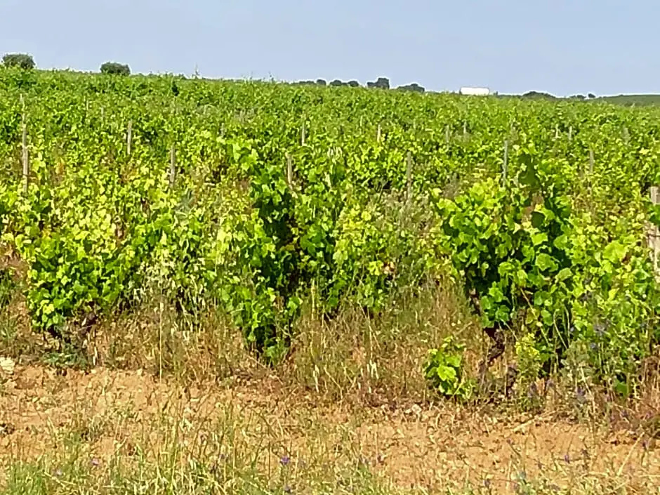 vivenda descollaz