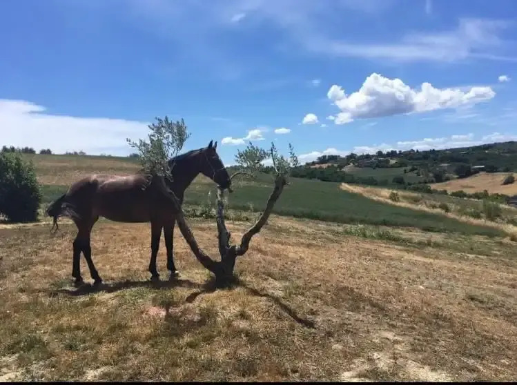 Agriturismo Il Merollo
