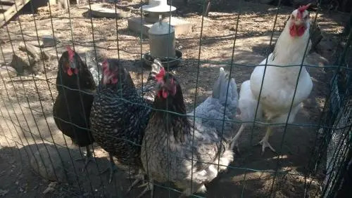 Tyto Alba Bed & Breakfast