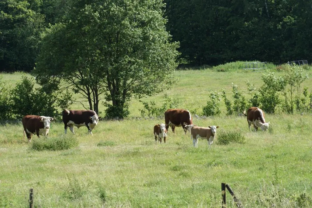 The Old Henhouse