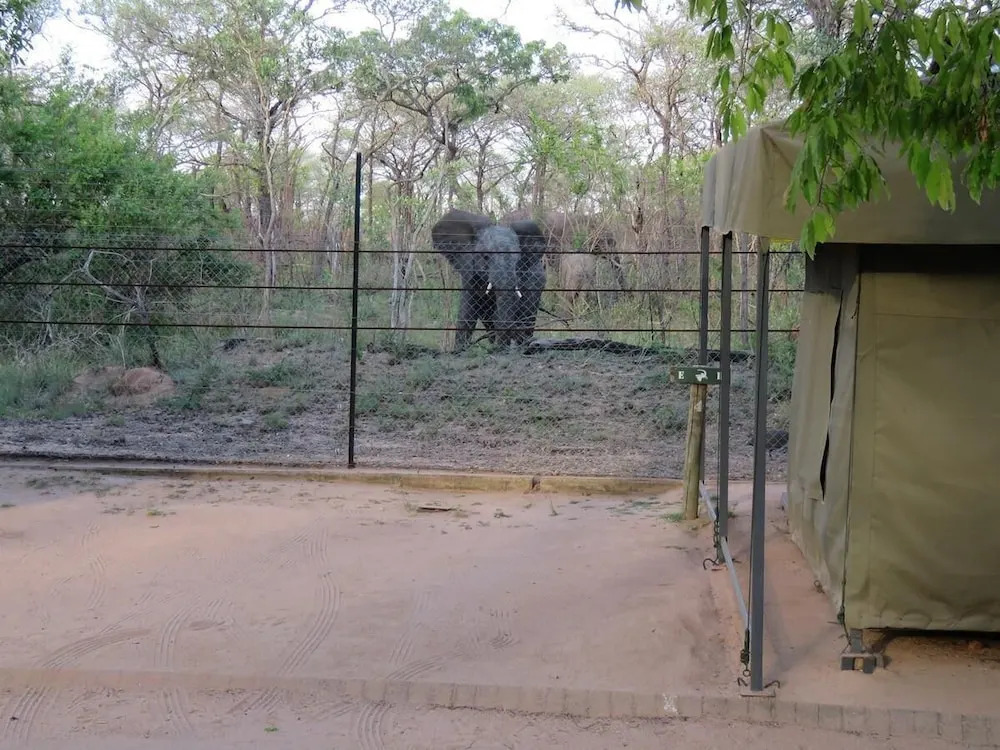 Tented Adventures Pretoriuskop Rest Camp