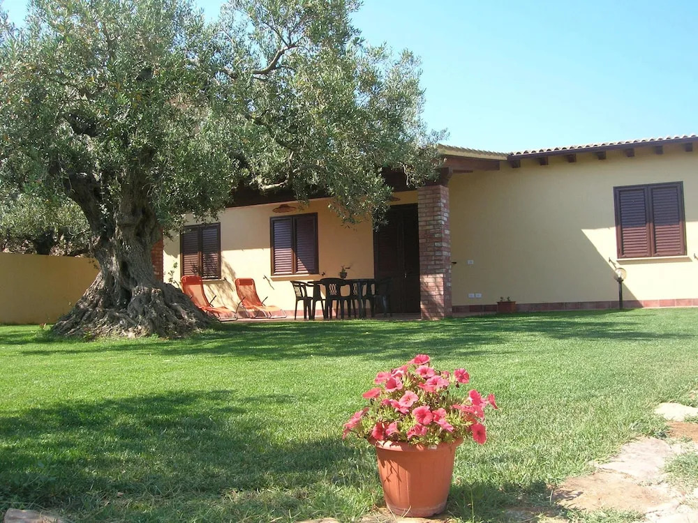 House Surrounded by Olive Trees