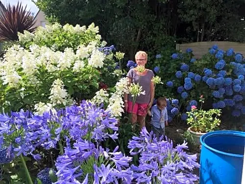 Les Hydrangeas