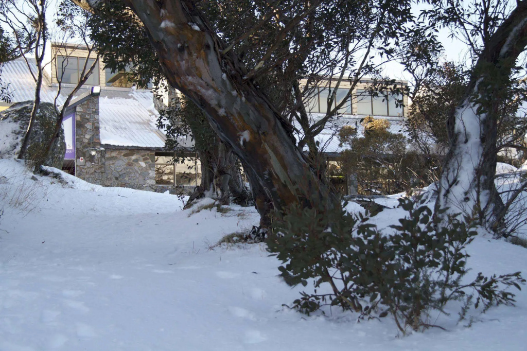 Snowy Gums