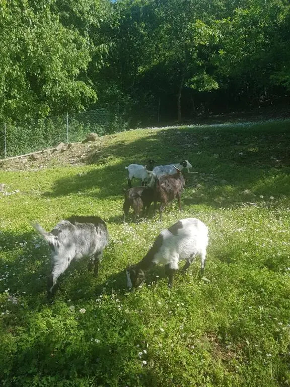Agriturismo scannaporco