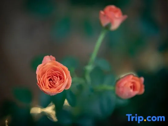 Yangshuo Rain Falls Forest homestay
