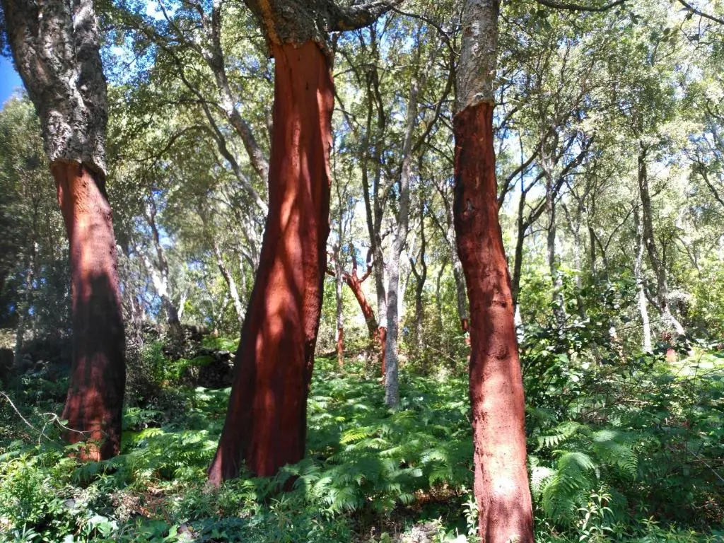 Akassa Alojamientos Bioclimaticos en las Hurdes
