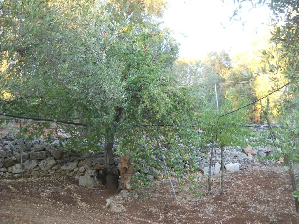 Villa Conte in Salento