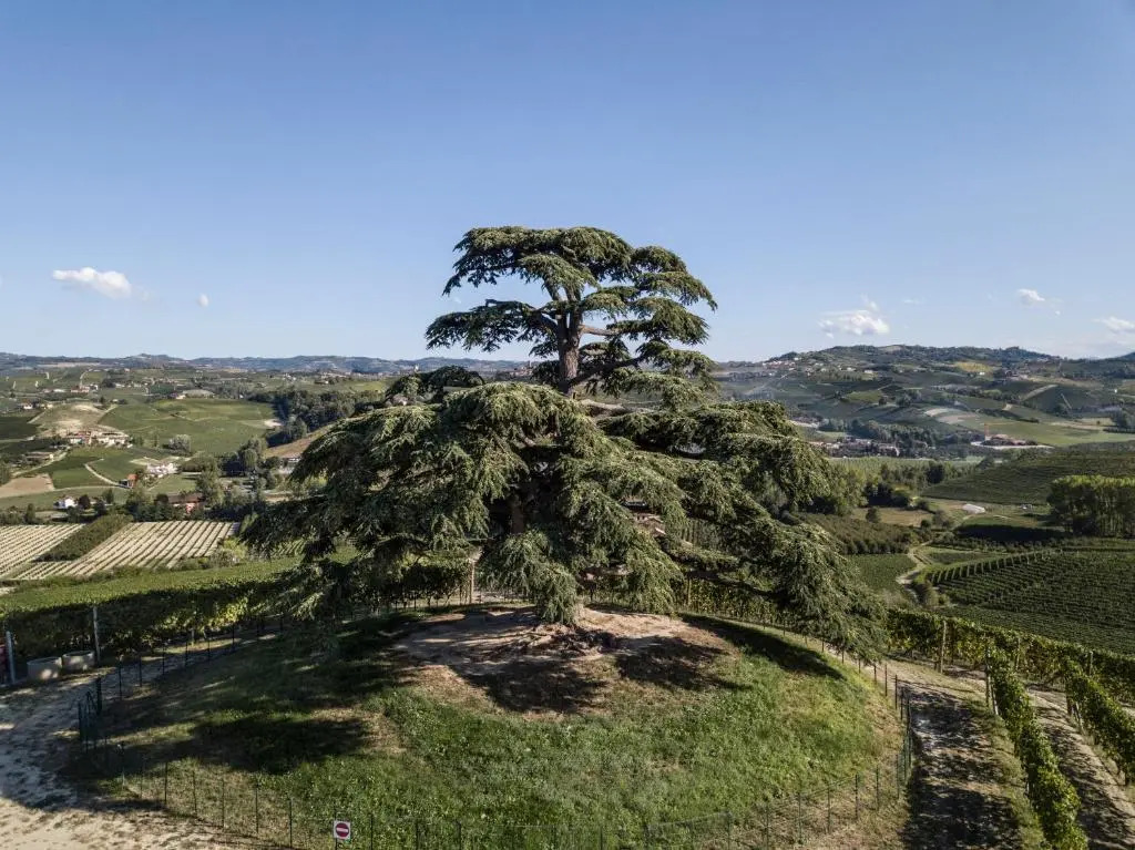 Agrisuite Il Cedro