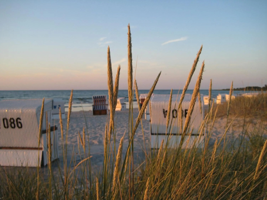 Strandhafer