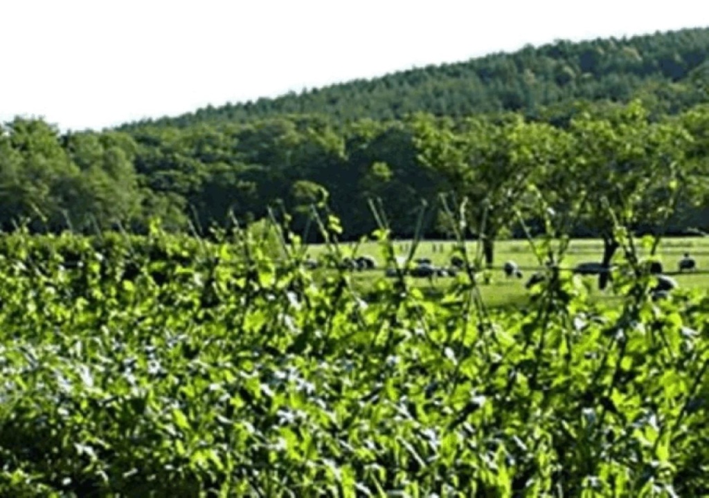 Yorkshire Farm